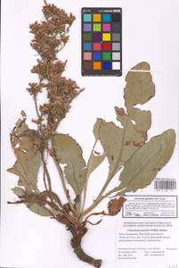 Limonium gmelinii (Willd.) Kuntze, Eastern Europe, Lower Volga region (E9) (Russia)