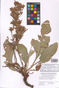 Limonium gmelini (Willd.) Kuntze, Eastern Europe, Lower Volga region (E9) (Russia)