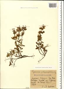 Hypericum linarioides, Caucasus, Armenia (K5) (Armenia)