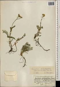 Tanacetum aureum (Lam.) Greuter, M. V. Agab. & Wagenitz, Caucasus, Armenia (K5) (Armenia)