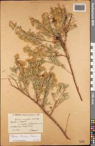 Spiraea crenata subsp. crenata, Eastern Europe, Lower Volga region (E9) (Russia)