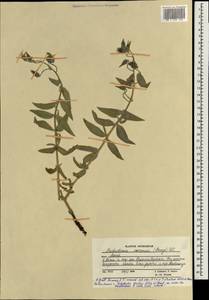 Trichodesma incanum Bunge, South Asia, South Asia (Asia outside ex-Soviet states and Mongolia) (ASIA) (Afghanistan)
