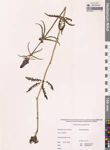 Pedicularis spicata Pall., Siberia, Chukotka & Kamchatka (S7) (Russia)