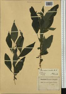 Parietaria officinalis L., Western Europe (EUR) (Germany)