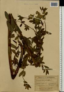 Euphorbia palustris L., Eastern Europe, Latvia (E2b) (Latvia)