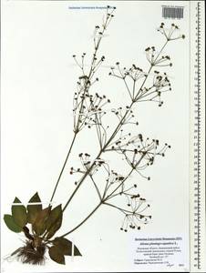 Alisma plantago-aquatica L., Eastern Europe, North-Western region (E2) (Russia)