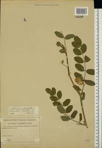 Astragalus glycyphyllos L., Eastern Europe, Central region (E4) (Russia)