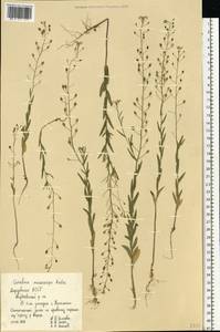 Camelina microcarpa Andrz. ex DC., Eastern Europe, Middle Volga region (E8) (Russia)