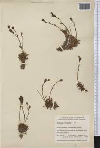 Saxifraga cespitosa, America (AMER) (Canada)