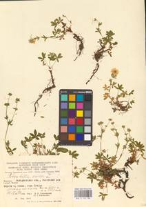 Potentilla aurea L., Eastern Europe, West Ukrainian region (E13) (Ukraine)