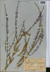 Lythrum virgatum L., Middle Asia, Muyunkumy, Balkhash & Betpak-Dala (M9) (Kazakhstan)