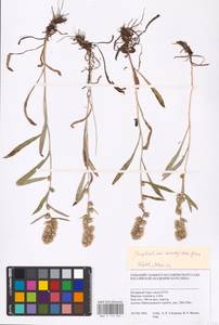 Omalotheca norvegica (Gunnerus) Sch. Bip. & F. W. Schultz, Siberia, Western Siberia (S1) (Russia)
