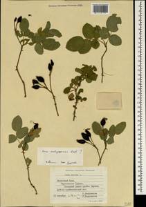 Rosa canina var. andegavensis (Bastard) N. H. F. Desp., Crimea (KRYM) (Russia)