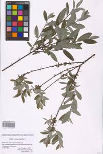 Salix rosmarinifolia L., Eastern Europe, Western region (E3) (Russia)