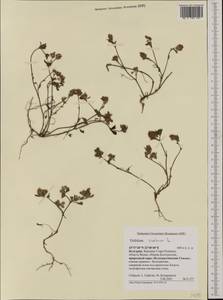 Trifolium scabrum L., Western Europe (EUR) (Bulgaria)