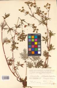 Potentilla arctica Lehm., Eastern Europe, Northern region (E1) (Russia)