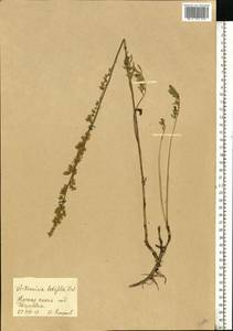 Artemisia latifolia Ledeb., Eastern Europe, Central forest-and-steppe region (E6) (Russia)