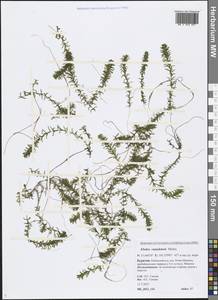 Elodea canadensis Michx., Siberia, Baikal & Transbaikal region (S4) (Russia)