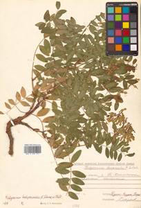 Hedysarum hedysaroides (L.) Schinz & Thell., Siberia, Russian Far East (S6) (Russia)