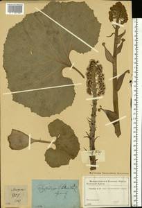 Petasites hybridus (L.) G. Gaertn., B. Mey. & Scherb., Eastern Europe, Moscow region (E4a) (Russia)