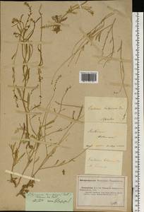 Litwinowia tenuissima (Pall.) Woronow ex Pavlov, Eastern Europe, Lower Volga region (E9) (Russia)