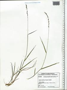 Leymus sibiricus (Trautv.) J.L.Yang & C.Yen, Siberia, Central Siberia (S3) (Russia)
