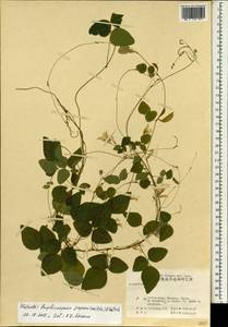 Amphicarpaea bracteata subsp. edgeworthii (Benth.)H.Ohashi, South Asia, South Asia (Asia outside ex-Soviet states and Mongolia) (ASIA) (China)