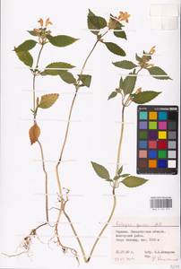 MHA 0 154 315, Galeopsis speciosa Mill., Eastern Europe, West Ukrainian region (E13) (Ukraine)