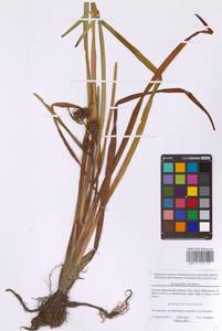 Sparganium erectum L., Eastern Europe, Moscow region (E4a) (Russia)
