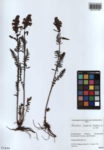Pedicularis compacta Stephan ex Willd., Siberia, Altai & Sayany Mountains (S2) (Russia)