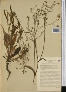 Crepis capillaris (L.) Wallr., Western Europe (EUR) (Italy)