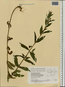 Epilobium ciliatum subsp. ciliatum, Eastern Europe, Central region (E4) (Russia)