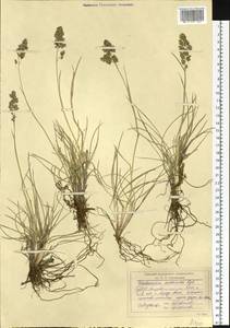 Deschampsia koelerioides Regel, Siberia, Altai & Sayany Mountains (S2) (Russia)