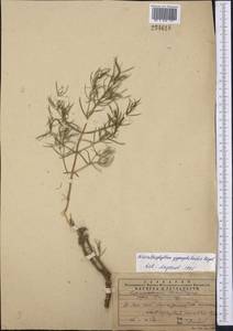 Acanthophyllum gypsophiloides Regel, Middle Asia, Western Tian Shan & Karatau (M3) (Kazakhstan)
