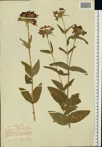 Silene chalcedonica (L.) E. H. L. Krause, Eastern Europe, Central forest-and-steppe region (E6) (Russia)