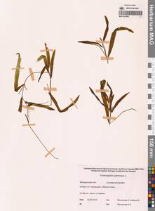 Potamogeton gramineus L., Siberia, Chukotka & Kamchatka (S7) (Russia)