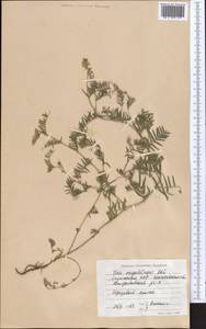 Vicia megalotropis Ledeb., Middle Asia, Northern & Central Kazakhstan (M10) (Kazakhstan)