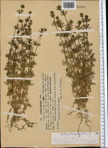 Galium tricornutum Dandy, Middle Asia, Western Tian Shan & Karatau (M3) (Kazakhstan)