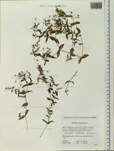 Mesostemma dichotomum (L.) Arabi, Rabeler & Zarre, Siberia, Baikal & Transbaikal region (S4) (Russia)