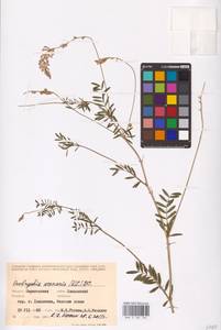 Onobrychis viciifolia Scop., Eastern Europe, Lower Volga region (E9) (Russia)