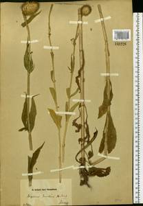 Dipsacus strigosus Willd., Siberia, Altai & Sayany Mountains (S2) (Russia)