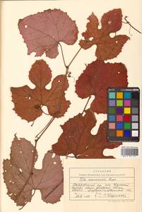 Vitis amurensis Rupr., Siberia, Russian Far East (S6) (Russia)