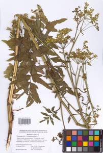 Pastinaca sativa L., Eastern Europe, Central region (E4) (Russia)