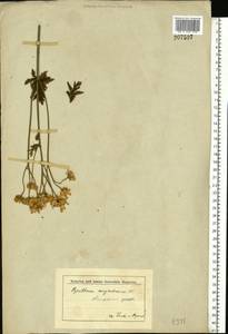 Tanacetum corymbosum subsp. corymbosum, Eastern Europe, Middle Volga region (E8) (Russia)