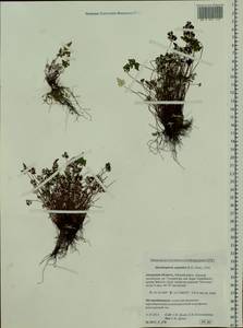 Aleuritopteris argentea (S. G. Gmel.) Fée, Siberia, Russian Far East (S6) (Russia)