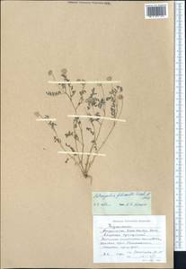Astragalus filicaulis Kar. & Kir., Middle Asia, Western Tian Shan & Karatau (M3) (Kyrgyzstan)