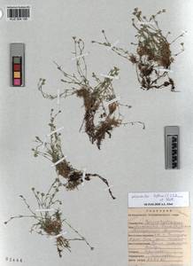 KUZ 004 195, Cherleria biflora (L.) comb. ined., Siberia, Altai & Sayany Mountains (S2) (Russia)