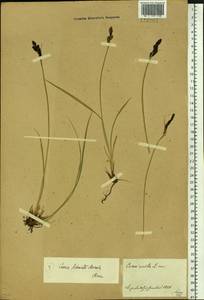 Carex schmidtii Meinsh., Siberia, Baikal & Transbaikal region (S4) (Russia)