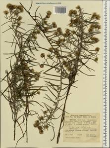 Athrixia rosmarinifolia (Sch.Bip. ex Walp.) Oliv. & Hiern, Africa (AFR) (Ethiopia)