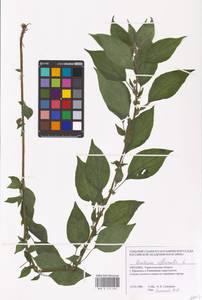 Parietaria officinalis L., Eastern Europe, South Ukrainian region (E12) (Ukraine)